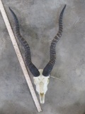 Blackbuck Skull TAXIDERMY