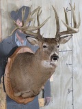 Very Nice 21 Pt Whitetail Sh Mt on Plaque *Big Reproduction Rack* TAXIDERMY