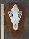 RARE Coywolf Skull w/All Teeth on Plaque TAXIDERMY