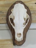 Nice Black Bear Skull on Plaque w/All Teeth TAXIDERMY