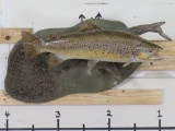 Very Nice Big Repro Brown Trout on Realistic Scene w/Natural Wood TAXIDERMY