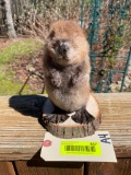 CUTE, little Baby beaver , NEW taxidermy mopunt, 7 1/2 inches tall, 7 1/2 inches wide at the tail, o