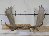 Mounted Moose Rack 47 1/4