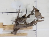 2 Grouse on Branch TAXIDERMY