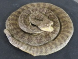 Lifesize Coiled Prairie Rattlesnake Showing Fangs TAXIDERMY