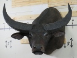XL Water Buffalo w/BIG Horns 41