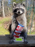 Awesome Cracker Jack Raccoon, NEW taxidermy, 17 inches tall X 10 inches wide great log cabin decor