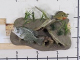 Very Nice Big Repro Crappie & Redear Sunfish on Realistic Scene w/Natural Wood TAXIDERMY