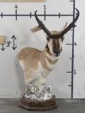 Pronghorn Table Pedestal TAXIDERMY