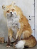 Beautiful Lifesize Sitting Red Fox *No Base* TAXIDERMY