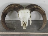 Nice Aoudad Skull w/All Teeth TAXIDERMY