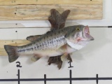Nice Real Skin Bass on Natural Wood TAXIDERMY