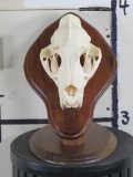 Nice XL Leopard Skull on Wood Pedestal *TX RES ONLY* TAXIDERMY