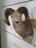 Big Argali Sheep Sh Mt *TX RES ONLY* TAXIDERMY