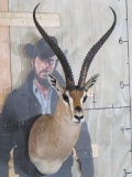 Grant's Gazelle Sh Mt TAXIDERMY