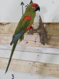 Lifesize Hybrid Macaw on Branch EXOTIC BIRD TAXIDERMY