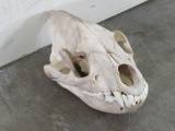 Nice Hyena Skull w/All Teeth TAXIDERMY