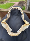 HUGE set of old vintage shark jaws, Big teeth and LOTS of them. 14 1/2 inches X 14 inches getting HA