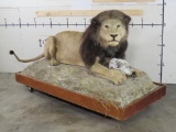Lifesize Vintage African Lion w/Reproduction Mane on Base *TX RES ONLY* TAXIDERMY
