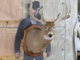 Nice 8 Pt Whitetail Sh Mt on Plaque w/Wide Rack TAXIDERMY