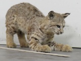 Addorable Lifesize Baby Bobcat, Playful little guy TAXIDERMY ODDITIES&CURIOSITIES