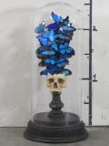 Real Human Skull Butterfly Display TAXIDERMY ODDITIES&CURIOSITIES