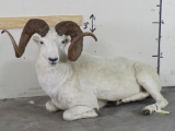 Nice Lifesize Laying Dall Sheep w/Big Rero Horns TAXIDERMY