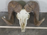 Big Argali Sheep Skull *TX RES ONLY* TAXIDERMY