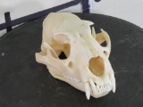 Very Nice Leopard Skull w/Wired Jaw & All Teeth *TX RES ONLY* TAXIDERMY