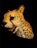 Awesome REPRO, of an African Cheetah, to scale, - About the only way we can EVER get one! NEW Taxide