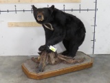 Very Nice Lifesize Black Bear on Base TAXIDERMY