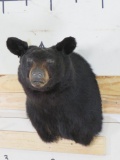 Black Bear Sh Mt TAXIDERMY