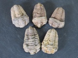 5 Natural Moroccan Trilobite Fossil Specimens from Devonian Era ROCKS/FOSSILS/MINERALS