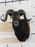 Newer Sheep Sh Mt TAXIDERMY