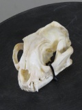 Very Nice Caracal Cat Skull w/all teeth TAXIDERMY SKULLS