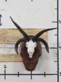 Very Nice Big Jacobs 4Horn Sheep Skull w/All Teeth on Nice Wood Wall Pedestal TAXIDERMY ODDITIES&CUR