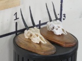 2 Duiker Skulls on Plaques (ONE$) TAXIDERMY