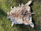 Beautiful, NEW Fallow deer hide,, soft tanned, 54 inches long x 34 inches wide, excellent taxidermy