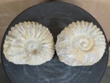 2 Ammonite Fossils, Ammonoidea-between 65-308 Million Years Old ROCKS&MINERALS