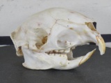 African Porcupine Skull w/All Teeth TAXIDERMY