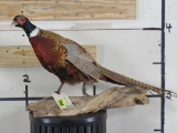 Lifesize Pheasant on Natural Wood Base TAXIDERMY