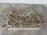 16.8lbs of Whitetail Cutoffs and Sheds (ONE$) TAXIDERMY
