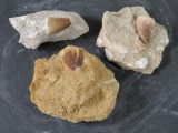 3 Prehistoric Fossilized Mososaur/Mososaurus Teeth in Matrix FOSSILS/ROCKS/MINERALS