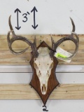 8Pt Whitetail Skull on Plaque w/All Teeth TAXIDERMY