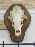 Black Bear Skull on Plaque TAXIDERMY