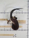 Sable Sh Mt w/Removable Horns TAXIDERMY