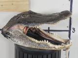 New Alligator Head TAXIDERMY