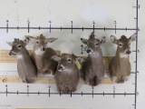 TAXIDERMIST SPECIAL!!! 5 Whitetail Sh Mts w/No Antlers (ONE$) TAXIDERMY