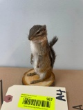 Cute little standing Chipmunk, on wood base, 6 inches tall, great log cabin taxidermy decor