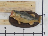 Vintage Real Skin Bass on Plaque TAXIDERMY